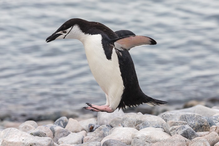 Chinstrap penguin jumping over rocks in Antarctica