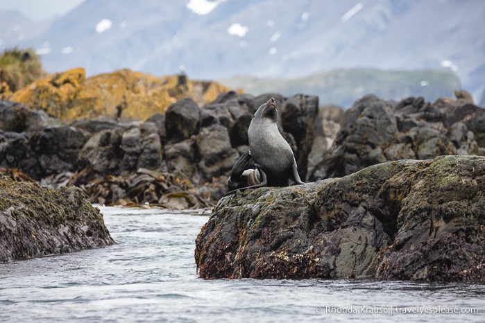 Fur seal seen during a cruise in South Georgia