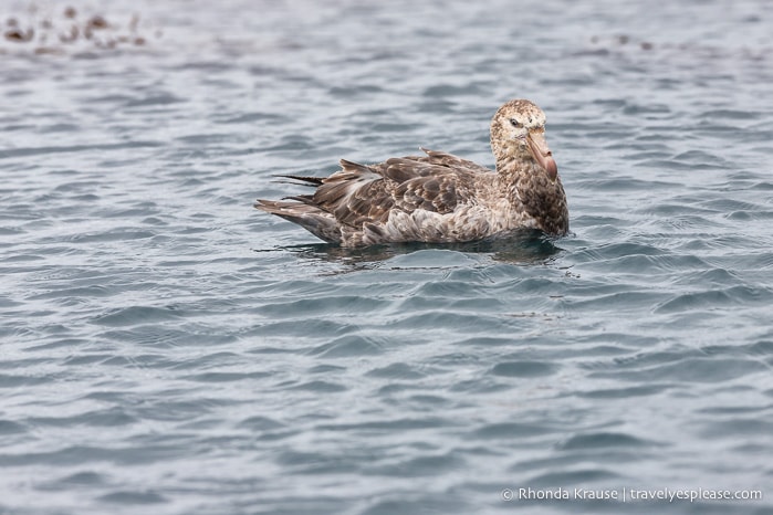 Antarctica Trip Itinerary- Cruise to Antarctica, South Georgia and Falkland Islands