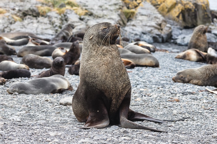 Antarctica Trip Itinerary- Cruise to Antarctica, South Georgia and Falkland Islands