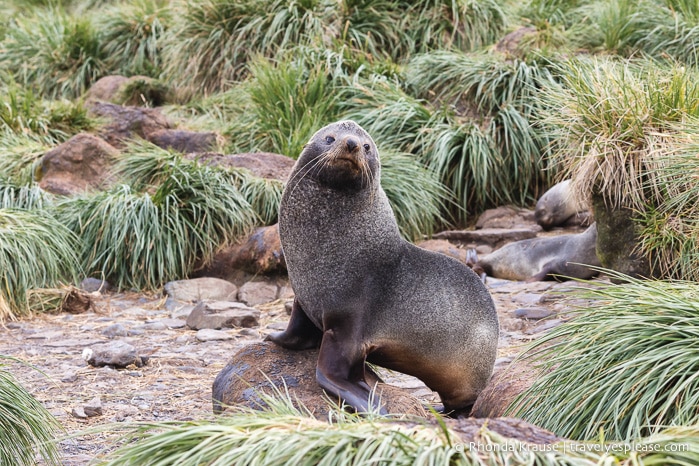 Seal in grass at South Georgia