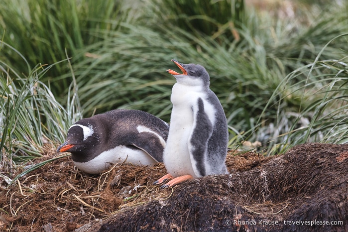 Gentoo chick in South Georgia