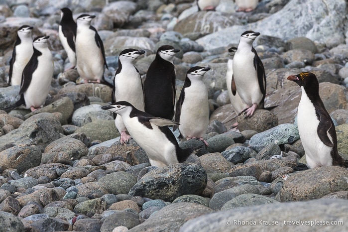 Travel to Antarctica- What to Expect on Your First Visit to Antarctica