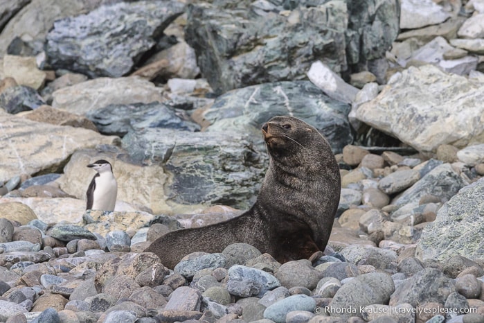 Antarctica Travel Guide- What to Expect When Travelling to Antarctica for the First Time