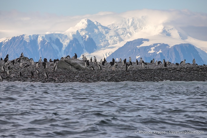 Travel to Antarctica- What to Expect on Your First Visit to Antarctica