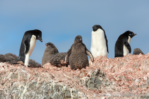 Visiting Antarctica- Things to Know Before You Go