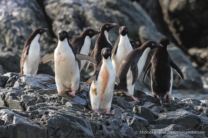 Travel to Antarctica- What to Expect on Your First Visit to Antarctica