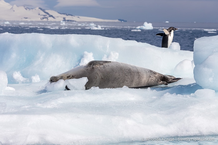 Travel to Antarctica- What to Expect on Your First Visit to Antarctica