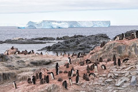 Travelling in Antarctica- What to Expect