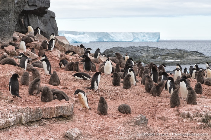 What to Expect on Your First Trip to Antarctica- A First Time Visitor's Guide