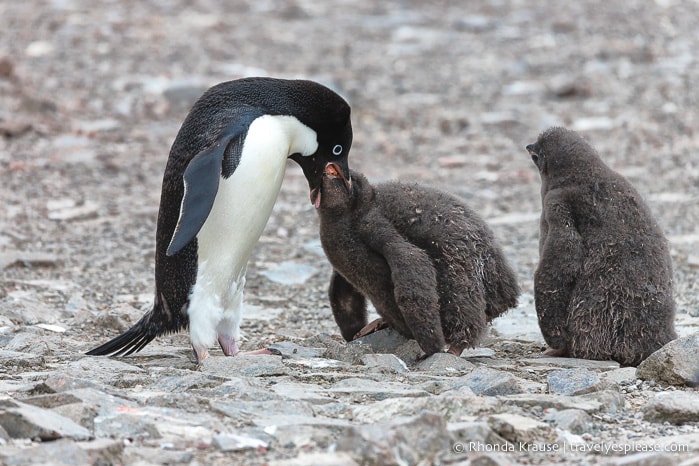 What to Expect on Your First Trip to Antarctica- A First Time Visitor's Guide