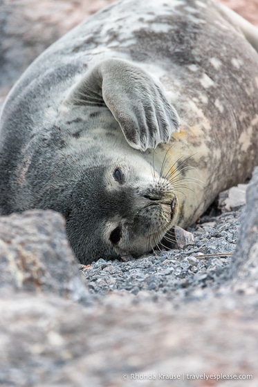 Foca en la Antártida Viaje a la Antártida: qué esperar en su primera visita a la Antártida
