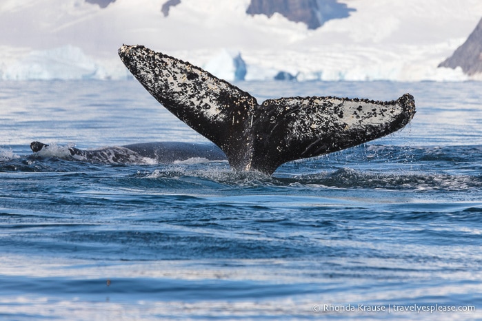 Travel to Antarctica- What to Expect on Your First Visit to Antarctica