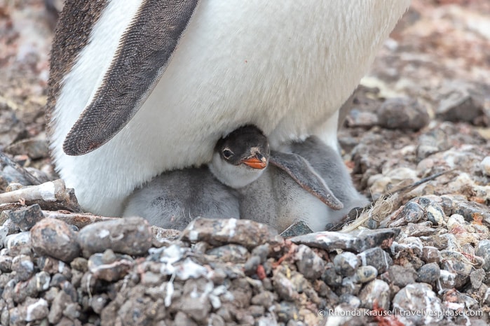 What to Expect on Your First Trip to Antarctica- A First Time Visitor's Guide