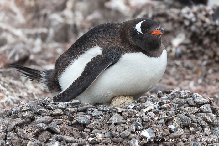 What to Expect on Your First Trip to Antarctica- A First Time Visitor's Guide