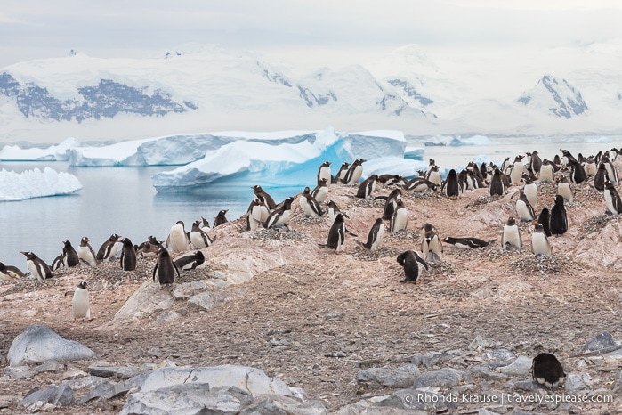 Antarctica Travel Guide- What to Expect When Travelling to Antarctica for the First Time