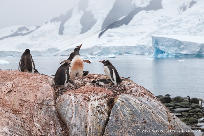 Visiting Antarctica- Things to Know Before You Go