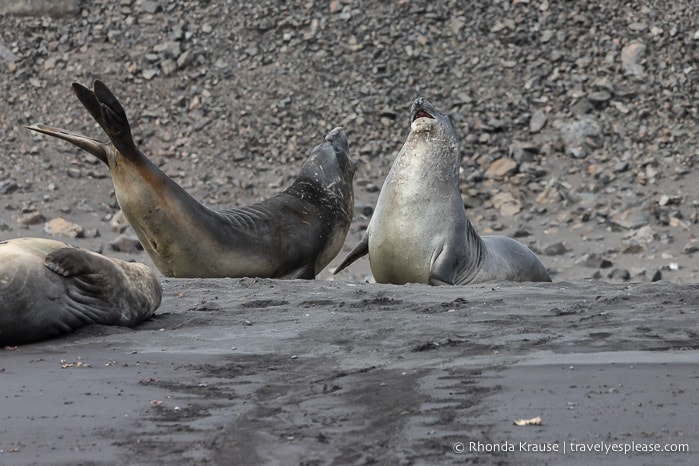 Visiting Antarctica- Things to Know Before You Go