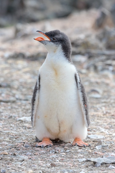 Travel to Antarctica- What to Expect on Your First Visit to Antarctica