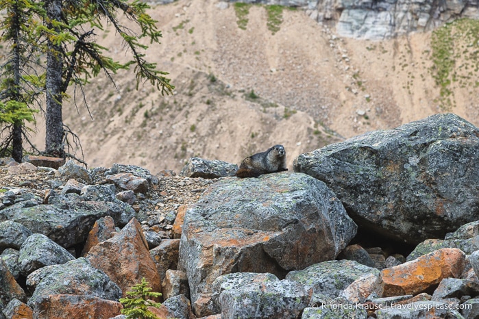 Mt. Edith Cavell Hike- Jasper National Park