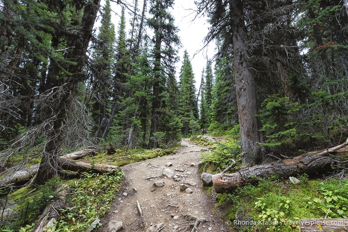 Cavell Meadows Hike Guide- Jasper National Park