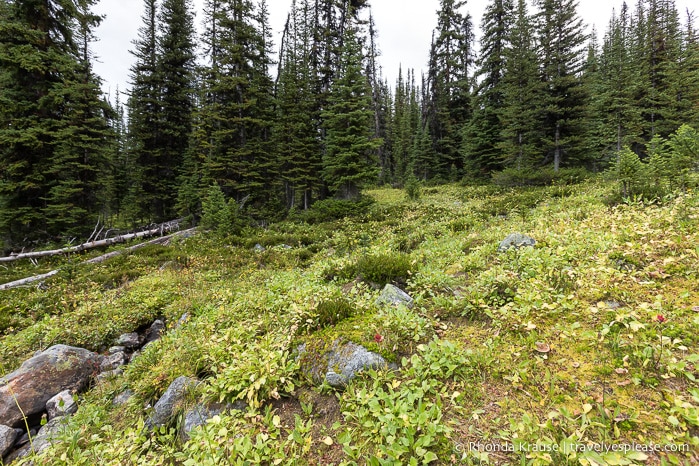 Hiking Cavell Meadows Trail- Jasper National Park