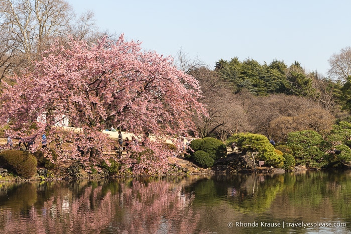 Scenic Spots in Japan- Best Places in Japan to Visit for Beautiful Scenery