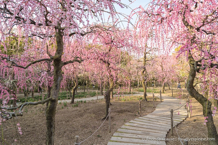 Scenic Spots in Japan- Best Places in Japan to Visit for Beautiful Scenery