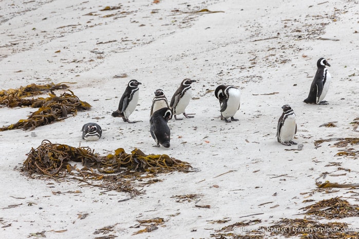 Things to Do in Stanley, Falkland Islands