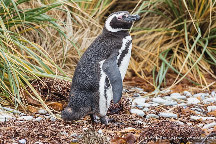 Things to Do in Stanley, Falkland Islands