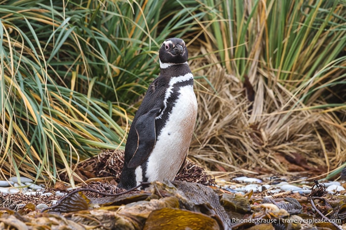 One Day in Stanley- Things to Do in the Capital of the Falkland Islands