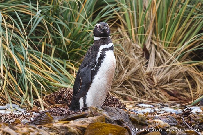 One Day in Stanley- Things to Do in the Capital of the Falkland Islands