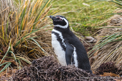 Things to Do in Stanley, Falkland Islands