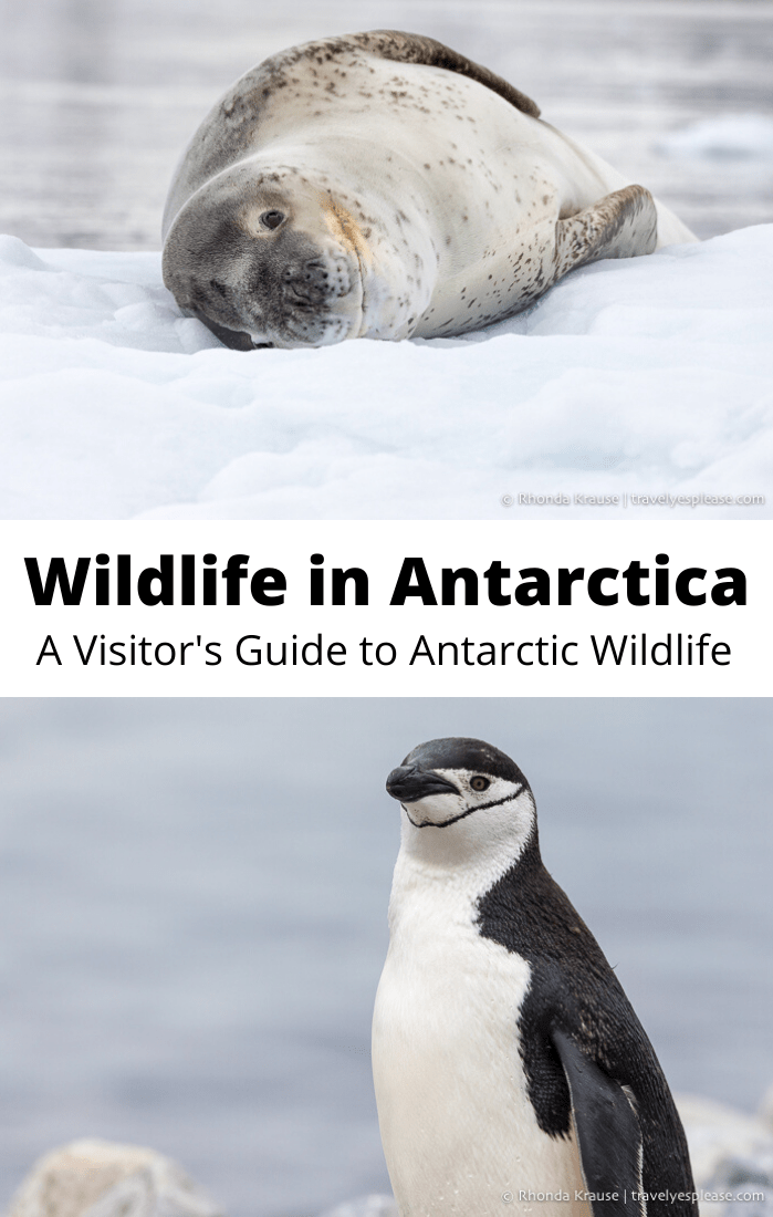 Wildlife in Antarctica- A Visitor\'s Guide to Antarctic Wildlife