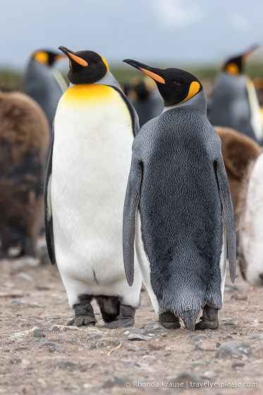 Pingüinos Rey en la Isla Georgia del Sur
