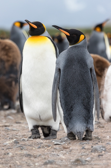 King penguins on South Georgia Island