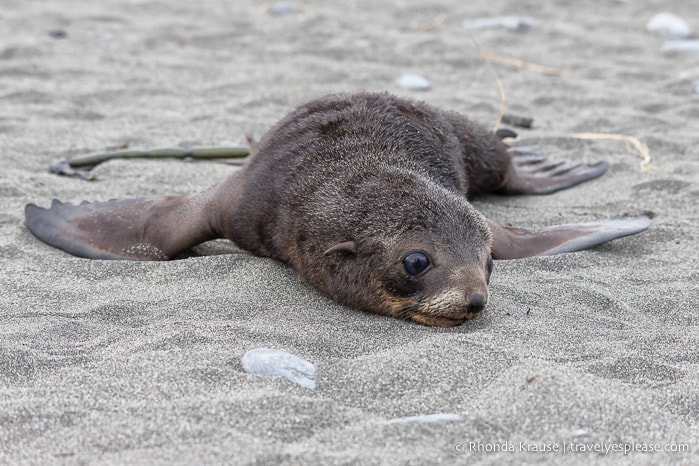 Resting fur seal pup