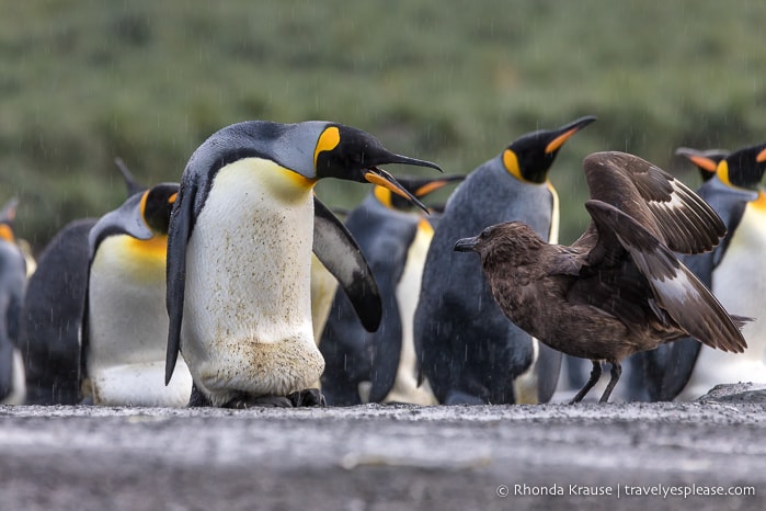 Skua and king penguins in Antarctica