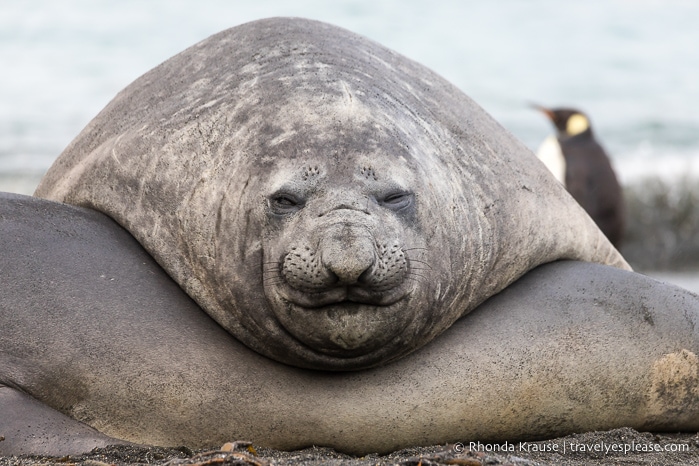 Elephant seal