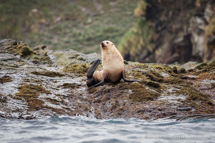 Blonde fur seal