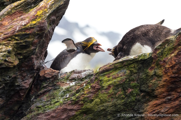 Macaroni penguins showing aggression