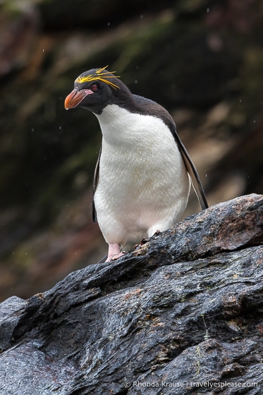 Fauna del pingüino de macarrones antárticos
