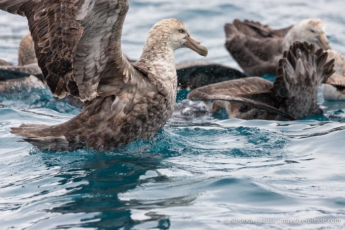 Wildlife of Antarctica- Petrels