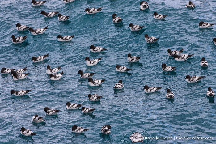 Cape petrels in Antarctica