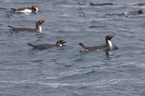 Swimming macaroni penguins