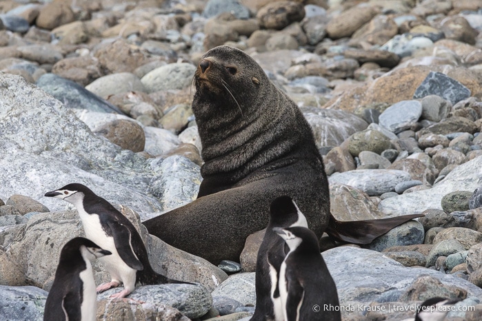 Wildlife of Antarctica- Fur seal and chinstrap penguins