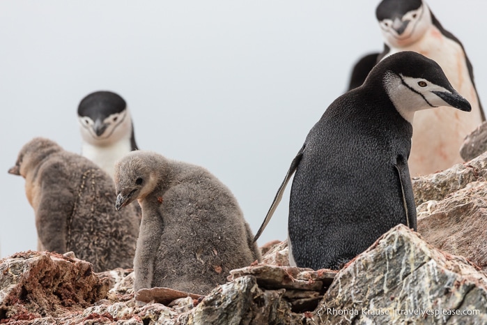 Wildlife of Antarctica- Chinstrap penguins and chicks