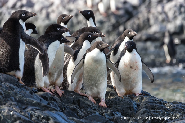 Antarctic Wildlife- Adelie penguins