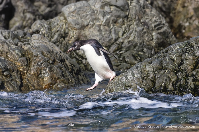 Adelie penguin jumping into the water
