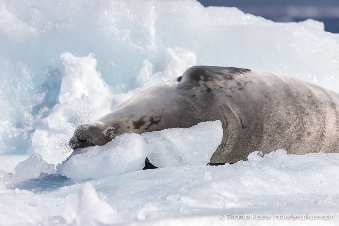 Crabeater seal sleeping on ice in Antarctica
